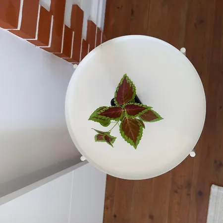 Casa Blanca 호스텔